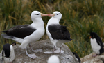 Black-browed Albatros dancing