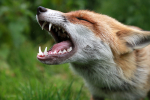 Red fox _ AN 0048