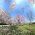 April 2020 - Arnold Arboretum -Title:  Sweeter Thoughts