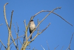Blackcap