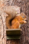 Red Squirrel portfolio