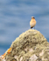 Wheatear perched on a rock on the Cornish coast