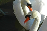 Mute Swan
