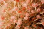Tubularia larynx