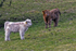 Highland cattle - 7831