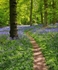 Bluebell Path