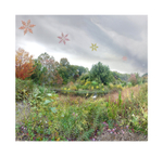 October 2019 - Arnold Arboretum - Title:  Fade to Grey