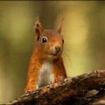 Red Squirrel
