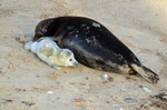 Atlantic Grey Seals
