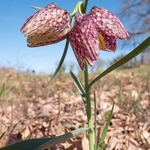 Snakeshead fitillary ( Fritillaria meleagris)