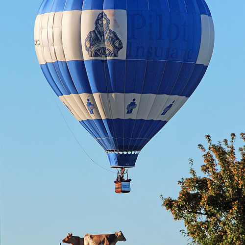 A hot-air balloon sneaks up on a pair of unsuspecting cows at the Atlantic Balloon Festival on Friday morning, Septem…