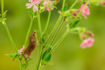 Wake up and Smell the Flowers