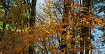 Earth Autumn_6551
