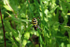 Wasp Spider