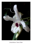 Dendrobium 'Snow Flake' 1