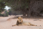 Male lion at dawn