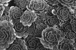 Succulents (Botanical Garden)