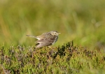 Meadow Pipit