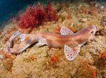 Scyliorhinus canicula