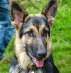 Ziva