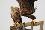 Two Sea Eagles perched, Flatanger, Norway
