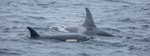 Orca Buddies