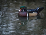 Wood Duck male