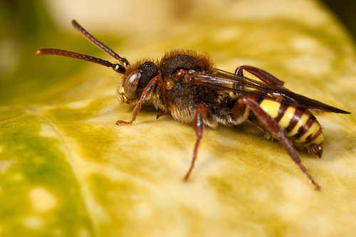 Cuckoo Bee [i]Nomada lathburiana[/i]. Cleptoparasite of the Ashy Mining Bee ([i]Andrena cineraria[/i]).