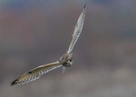 Short-eared Owl