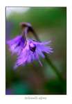 Soldanella alpina