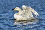 January 2019 - Bewick's Swan