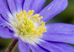 Anemone RPNP0694