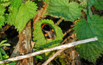 Buff-tailed Bumblebee
