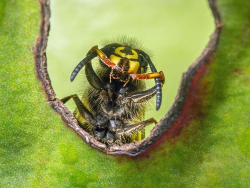 A queen wasp grooming. I think it is a Common Wasp (Vespula vulgaris).