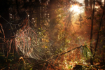z2599 Light through the Trees, Firestone Copse