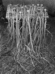 2474 - Garlic Bulbs 1