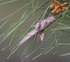 Egyptian Grasshopper (Lesvos)