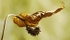 Seedhead 1