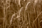 Wheat