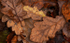 Leaves