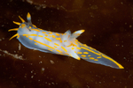 Polycera quadrilineata