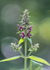 9th June Hedge Woundwort