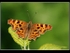 Comma