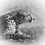 MALE CHEETAH