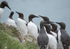 Guillemots 2
