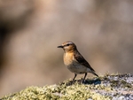 Northern Wheatear