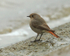 Black Redstart (female) on the causeway at Farmoor Reservoir
