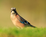 Eurasian Jay standing still, Worcestershire