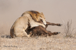 Lions struggling with Buffalo