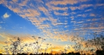 Meadow Sunset (1). EDC222.
